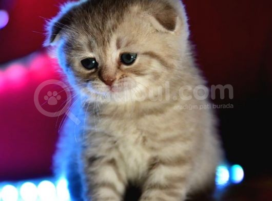 Scottish Fold Lilac Dişi Yavru görsel