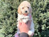 Tüy Dökmeyen Koku Yapmayan Apricot Erkek Toy Poodle