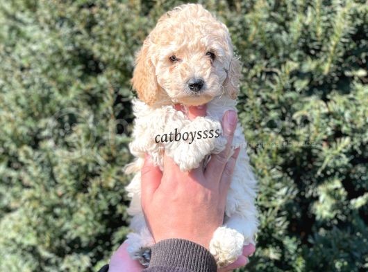 Tüy Dökmeyen Koku Yapmayan Apricot Erkek Toy Poodle