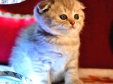 Scottish Fold Lilac Dişi Yavru