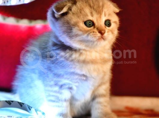 Scottish Fold Lilac Dişi Yavru görsel