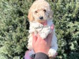 Tüy Dökmeyen Koku Yapmayan Apricot Erkek Toy Poodle