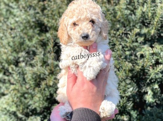 Tüy Dökmeyen Koku Yapmayan Apricot Erkek Toy Poodle görsel
