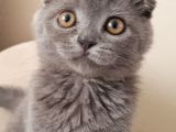 Bi̇rtaneci̇k Kedi̇mi̇ Şahsi̇ Problemlerden Dolayi Veri̇yorum