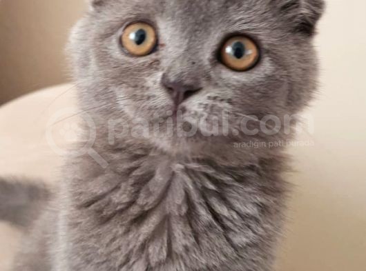 Bi̇rtaneci̇k Kedi̇mi̇ Şahsi̇ Problemlerden Dolayi Veri̇yorum