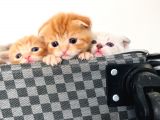 Scottish Fold Blue Yavruları