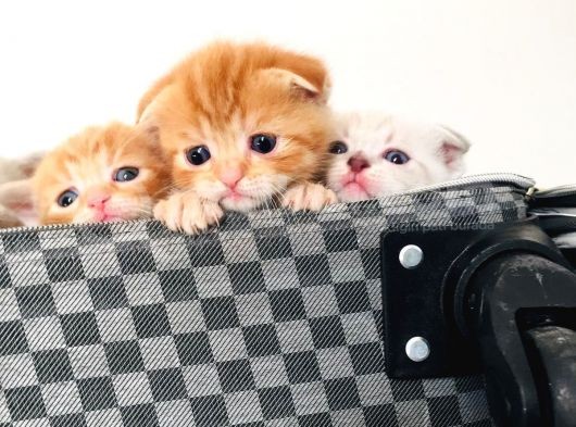 Scottish Fold Blue Yavruları görsel