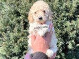 Tüy Dökmeyen Koku Yapmayan Apricot Erkek Toy Poodle