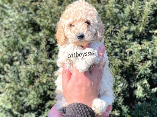 Tüy Dökmeyen Koku Yapmayan Apricot Erkek Toy Poodle görsel