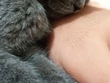 Bi̇rtaneci̇k Kedi̇mi̇ Şahsi̇ Problemlerden Dolayi Veri̇yorum