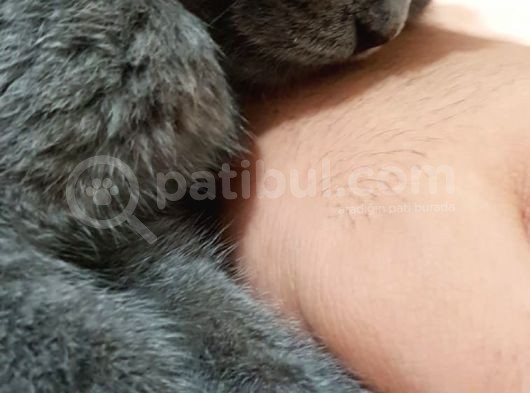 Bi̇rtaneci̇k Kedi̇mi̇ Şahsi̇ Problemlerden Dolayi Veri̇yorum görsel
