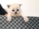 Scottish Fold Blue Yavruları