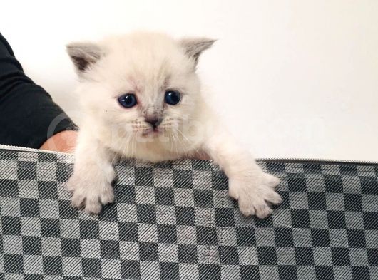 Scottish Fold Blue Yavruları görsel