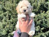Sağlık Ve Irk Garantili Apricot Erkek Toy Poodle