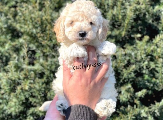 Sağlık Ve Irk Garantili Apricot Erkek Toy Poodle görsel