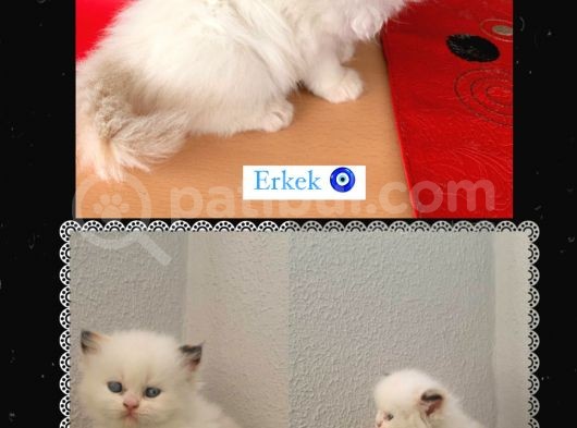 İran Yavrularımız Dişi & Erkek