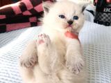 Scottish Fold Blue Yavruları