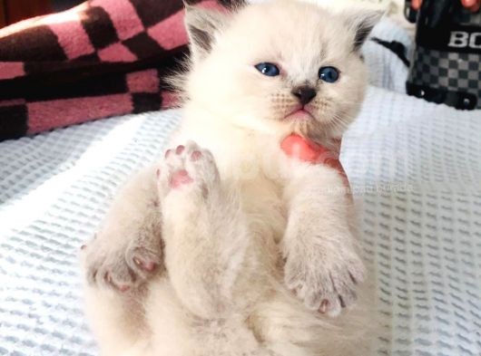 Scottish Fold Blue Yavruları görsel