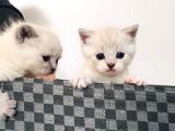 Scottish Fold Blue Yavruları