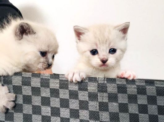Scottish Fold Blue Yavruları görsel