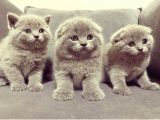 Baby Face Koca Kafa Scoti̇sh&Bri̇ti̇sh Yavrular