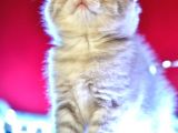 Scottish Fold Lilac Dişi Yavru