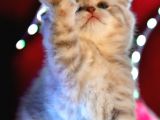 Scottish Fold Lilac Dişi Yavru