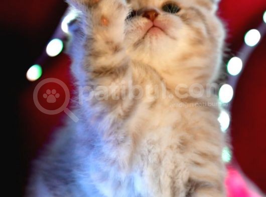 Scottish Fold Lilac Dişi Yavru görsel