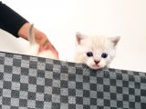 Scottish Fold Blue Yavruları