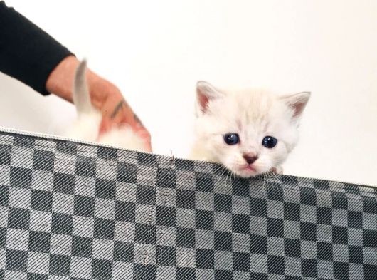 Scottish Fold Blue Yavruları görsel