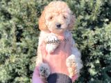 Irk Ve Sağlıklı Garantili Apricot Toy Poodle Dişi Bebeğimiz