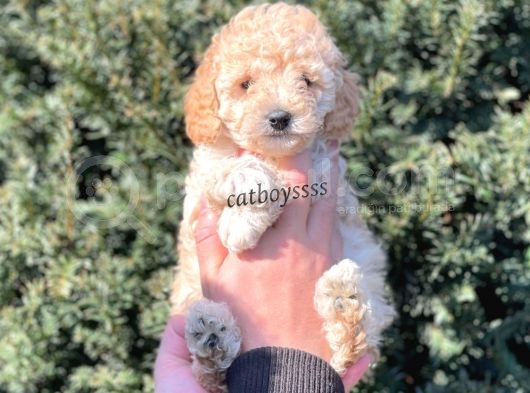 Irk Ve Sağlıklı Garantili Apricot Toy Poodle Dişi Bebeğimiz görsel