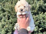 Sağlık Ve Irk Garantili Apricot Erkek Toy Poodle