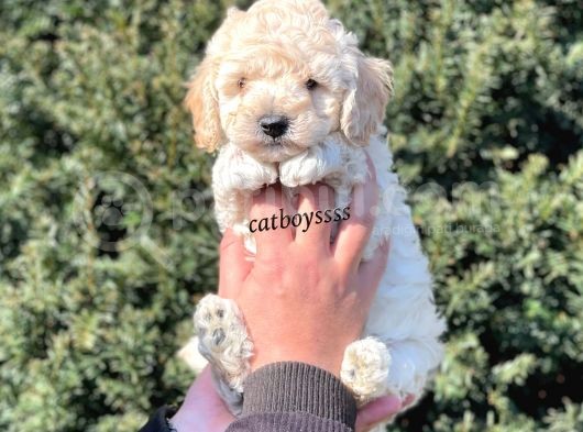 Sağlık Ve Irk Garantili Apricot Erkek Toy Poodle