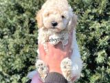 Sağlık Ve Irk Garantili Apricot Erkek Toy Poodle