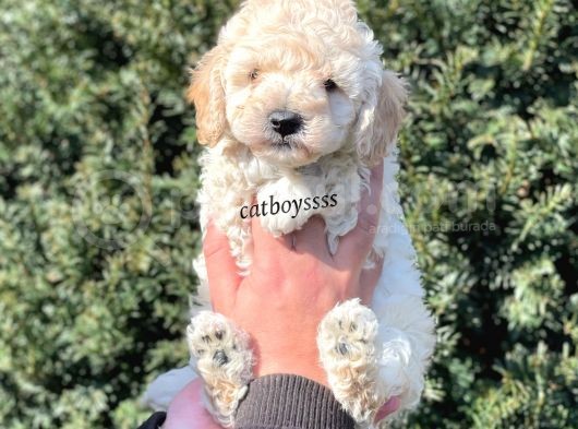 Sağlık Ve Irk Garantili Apricot Erkek Toy Poodle görsel