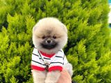 Safkan Pomeranian Yavruları
