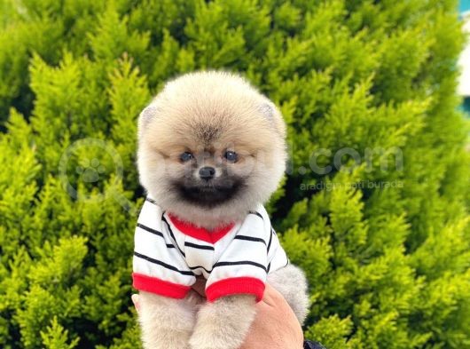 Safkan Pomeranian Yavruları görsel
