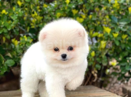 Safkan Pomeranian Yavruları görsel