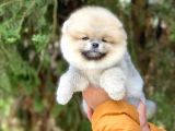 Safkan Pomeranian Yavruları