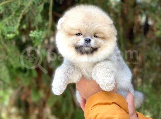 Safkan Pomeranian Yavruları