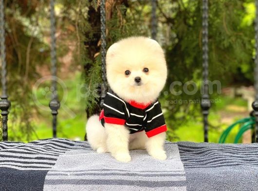 Safkan Pomeranian Yavruları görsel