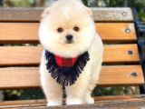 Safkan Pomeranian Yavruları