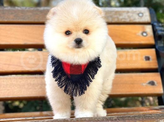 Safkan Pomeranian Yavruları görsel