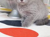 Dünya Tatlısı Bebekler Yuvasını Arıyor Scottish Fold
