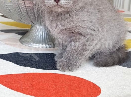 Dünya Tatlısı Bebekler Yuvasını Arıyor Scottish Fold
