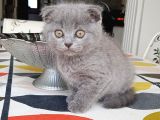 Dünya Tatlısı Bebekler Yuvasını Arıyor Scottish Fold
