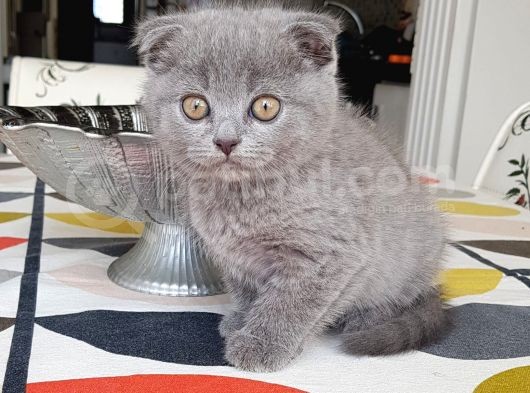 Dünya Tatlısı Bebekler Yuvasını Arıyor Scottish Fold görsel