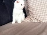 Dünya Tatlısı Bebekler Yuvasını Arıyor Scottish Fold