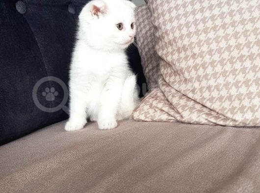 Dünya Tatlısı Bebekler Yuvasını Arıyor Scottish Fold görsel